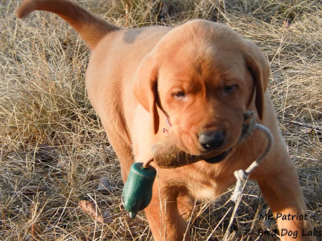 Gabby learning to retrieve